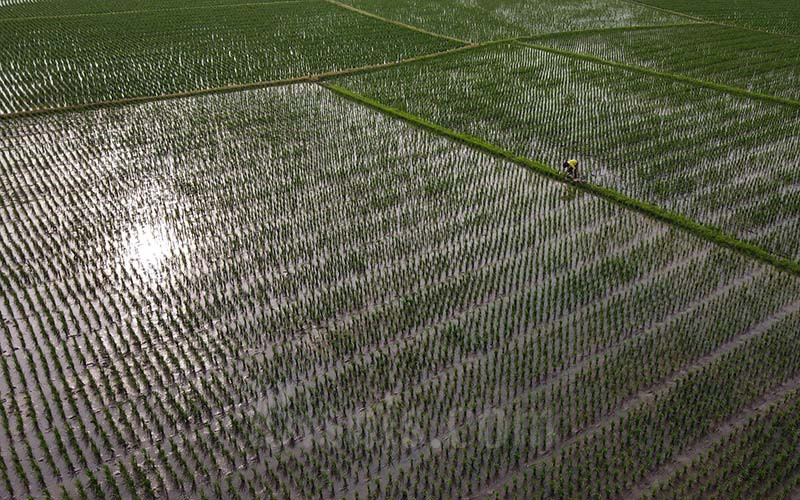  Inovasi Petani di Kabupaten Cirebon Harus Diakomodir Pemerintah Daerah