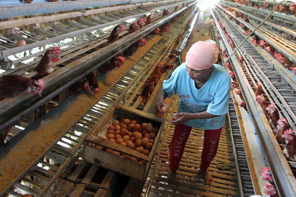  Harga Pakan Naik, Harga Telur Ayam Terkerek Naik Menjadi Rp28.000 Per Kilogram