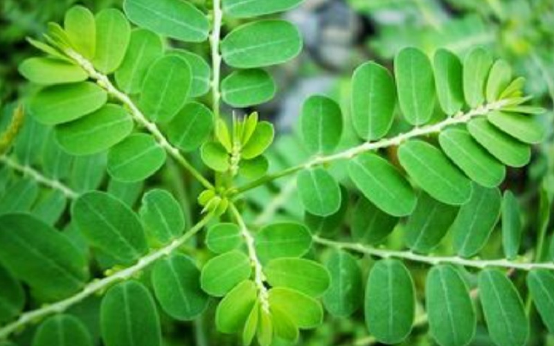 Tanaman kelor atau merunggai adalah sejenis tumbuhan dari suku Moringaceae. Mudah ditanam dan memiliki banyak manfaat untuk kesehatan. - Istimewa