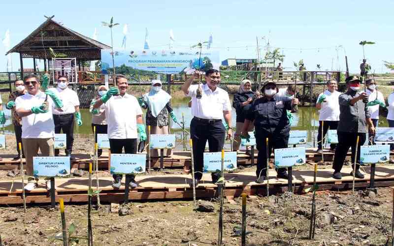  Luhut Resmikan Rehabilitasi 31 Ha Kawasan Mangrove di Sulsel