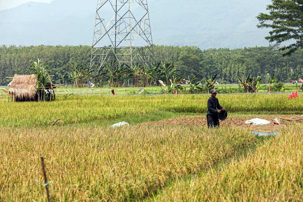  Indonesia Sudah Swasembada Beras Sejak 2019