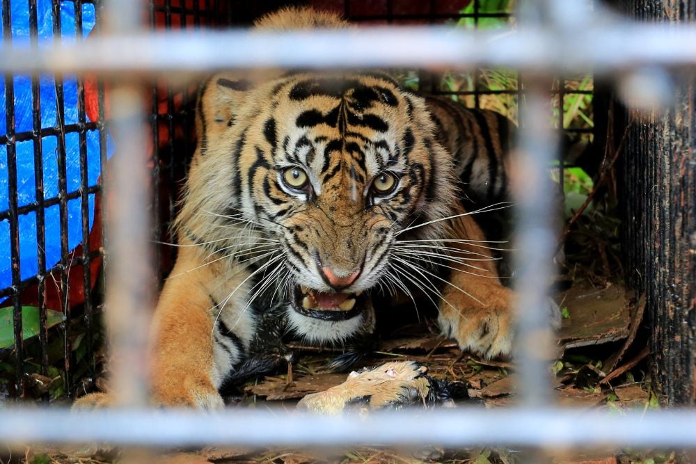 Harimau Sumatera liar berada di dalam kandang jebak (Box Trap) di kawasan Desa Lhok Bengkuang, Aceh Selatan, Aceh, Senin (25/7/2022)./Antara-Syifa Yulinnas.