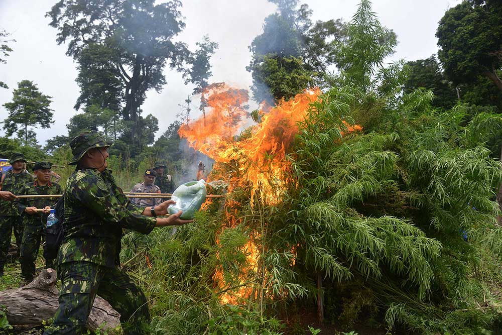 Petugas Gabungan Musnahkan Tanaman Ganja di Pegunungan Aceh
