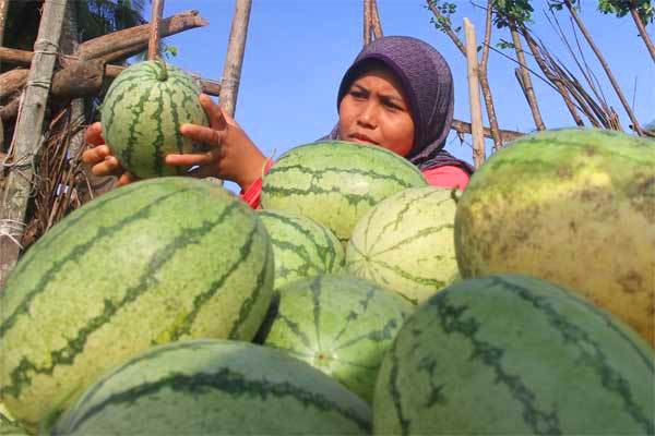  Jelajah Agri Pupuk Kaltim 2022, Potensi Besar Bisnis Perkebunan RI