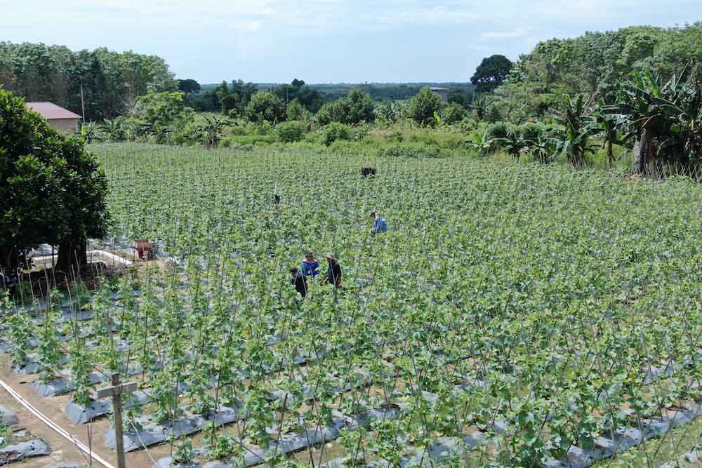  Jelajah Agri Pupuk Kaltim 2022, Pupuk NPK Pelangi Terbukti Menguntungkan Petani Melon dan Semangka di Marangkayu