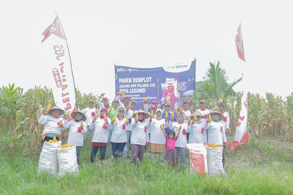  Buktikan Kualitas NPK Pelangi JOS, Produktivitas Jagung Lampung Selatan Naik 41 Persen