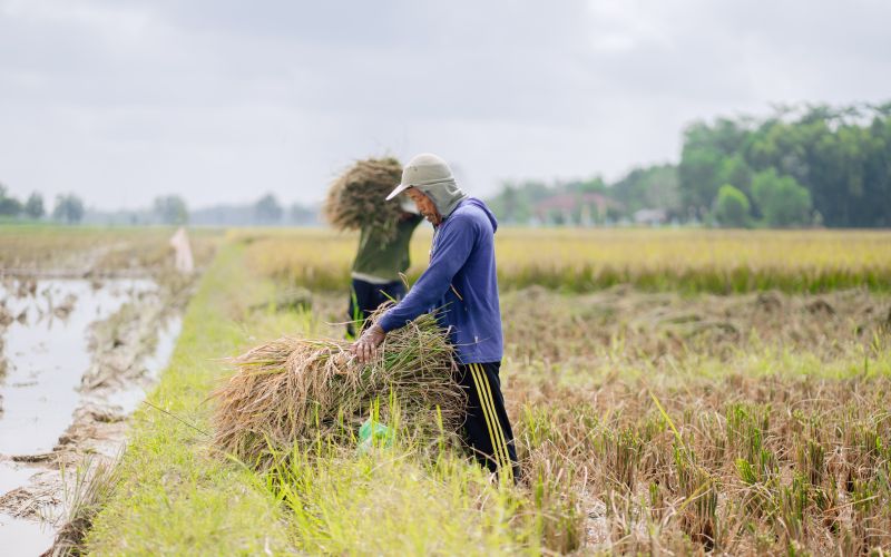 Jelajah Investasi Sumsel: Menengok Sentra Pertanian di Belitang, Bersiap Tiga Kali Tanam Padi