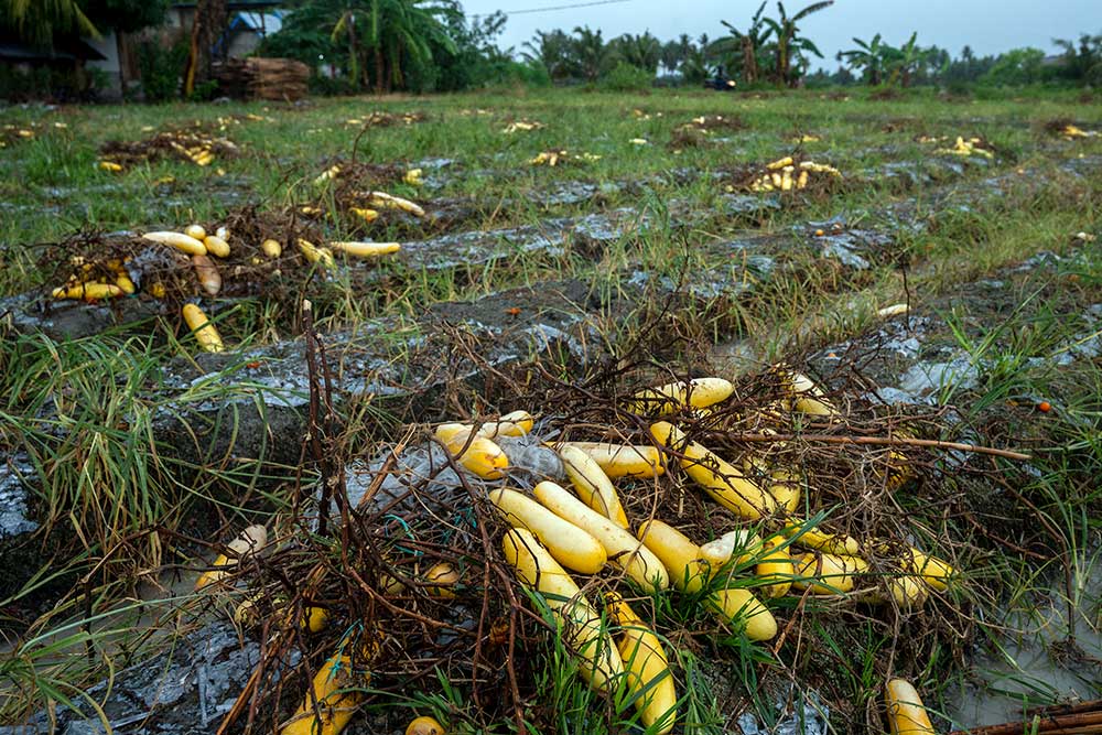  Harganya Anjlok, Petani di Sulawesi Tengah Membiarkan Mentimunnya Membusuk di Kebun