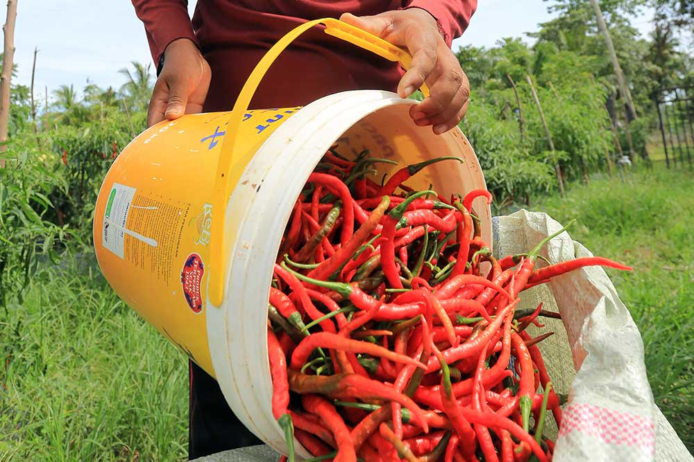  Harga Cabai Merah Alami Kenaikan Karena Banyak Petani Gagal Panen