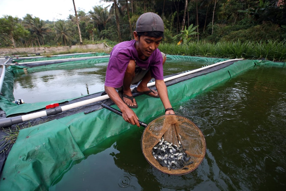  Jelajah Investasi Jabar: Optimisme Pembudidaya Ikan Darat Saat Ekonomi Menggeliat