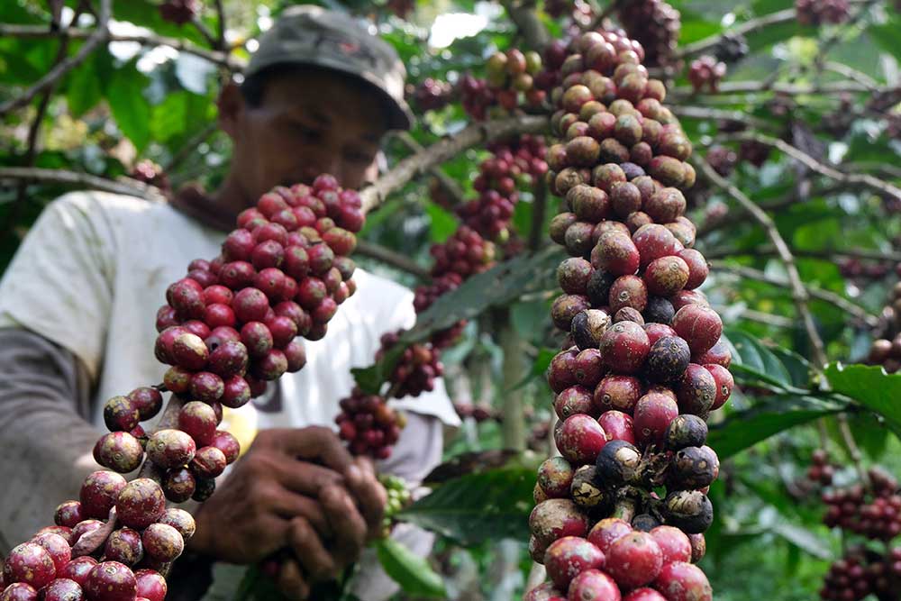  Petani Kopi di Temanggung Melakukan Panen Petik Merah Untuk Menjaga Kualitas