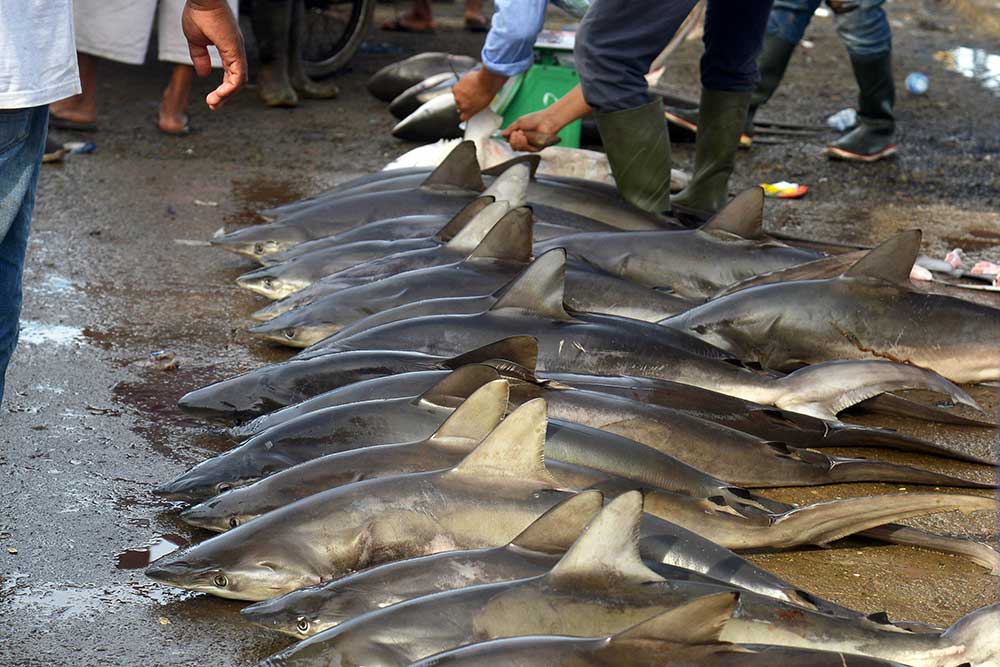  Ikan Hiu Masih Bebas Diperdagangan di Aceh