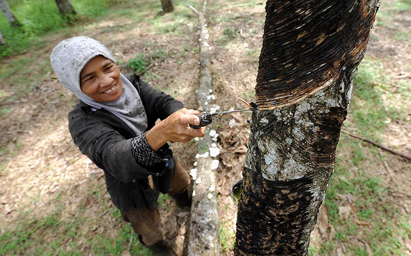 Petani memanen getah karet di Bajubang, Batanghari, Jambi, Rabu (12/1/2022). ANTARA FOTO/Wahdi Septiawan