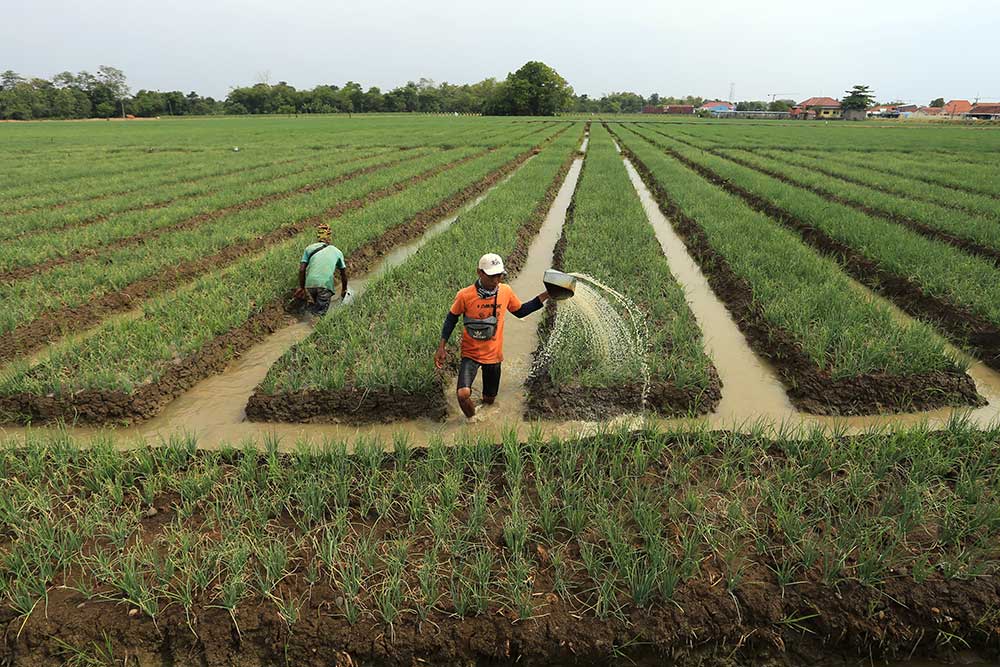  Petani Padi di Jawa Barat Mulai Beralih Menanam Bawang Merah