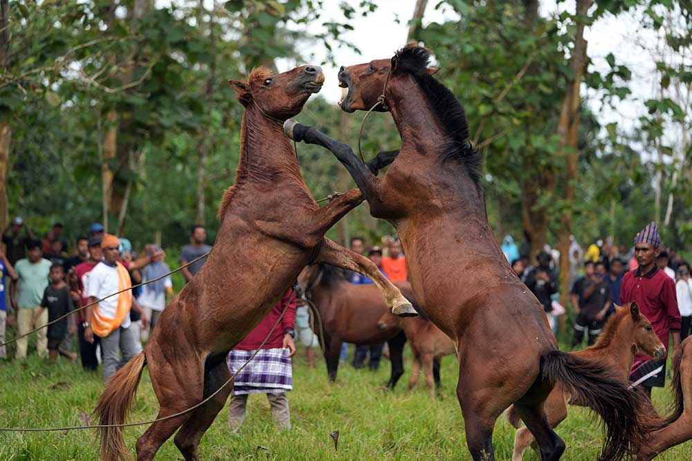  Tradisi Adu Kuda di Sulawesi Tenggara Kembali Digelar