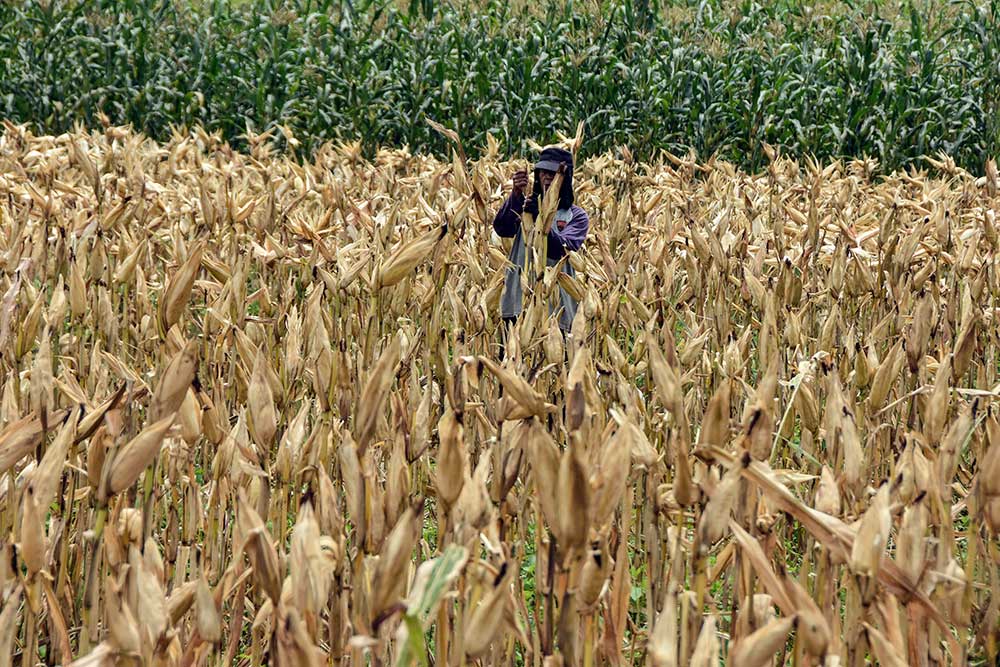  Pemerintah Menargetkan Swasembada Jagung Pada 2024