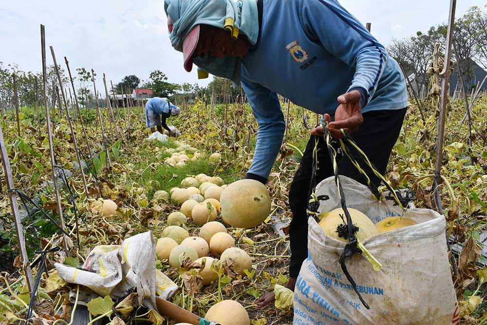  Harga Melon di Tingkat Petani Turun Akibat Stok Melimpah