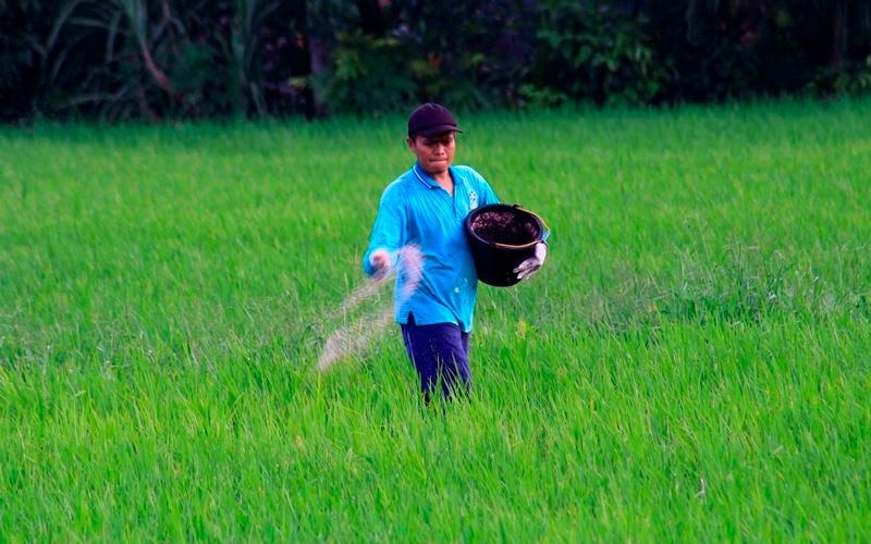  Realisasi Belanja APBD Sektor Pertanian dan Perkebunan di Sumbar Masih 33 Persen