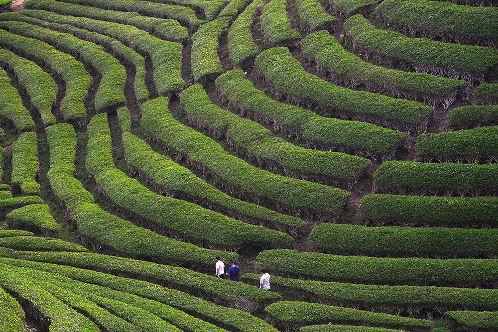  Kebun Teh Solok Menjadi Salah Satu Destinasi Wisata Favorit di Sumatra Barat