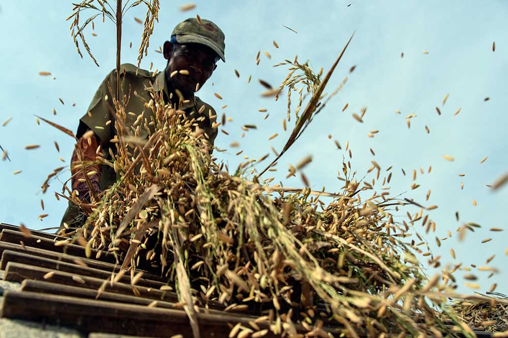 Petani merontokan padi di Sindarasa, Kabupaten Ciamis, Jawa Barat, Senin (13/6/2022). ANTARA FOTO/Adeng Bustomi