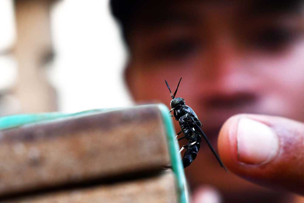  Budi Daya Maggot di Madiun Dapat Menghasilkan 300 Kilogram Larva Per Minggu