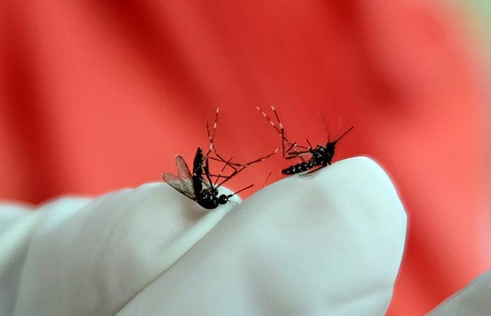 Petugas Dinas Kesehatan menunjukkan nyamuk saat melakukan kegiatan pemberantasan jentik nyamuk di kawasan kota Temanggung, Jawa Tengah, Rabu (6/2/2019)./ANTARA-Anis Efizudin