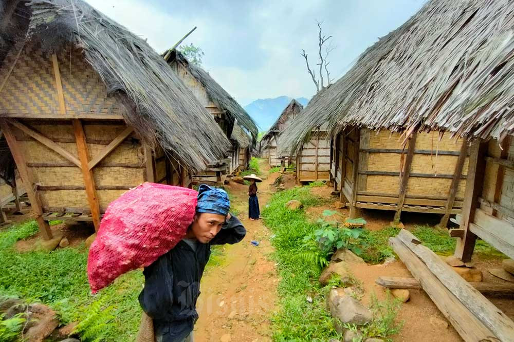  Petani Suku Baduy Binaan YDBA Panen Jahe Merah Sebanyak 32,5 Ton