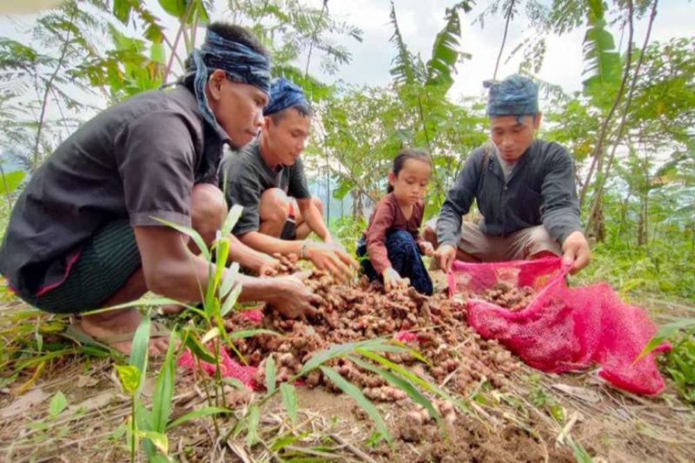  Petani Suku Baduy Binaan Astra Sukses Panen 32,5 Ton Jahe Merah