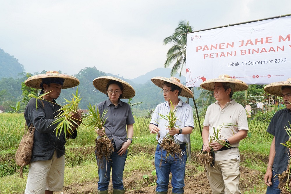  Petani Jahe Banten Tingkatkan Produksi, Yayasan Astra Ikut Andil