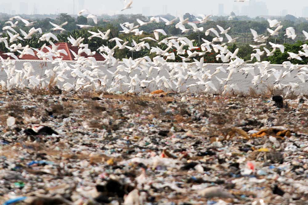  Kawanan Burung Kuntul Putih Mulai Mencari Makan di Kawasan TPA Sidoarjo