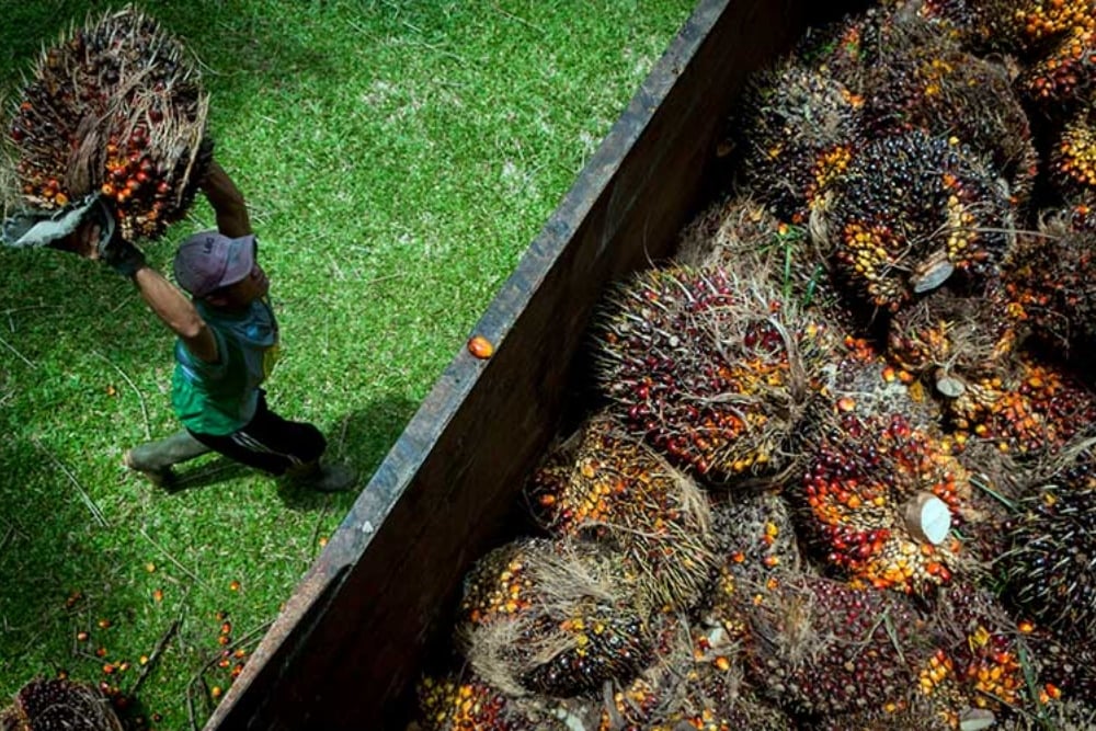 Pekerja memanen kelapa sawit di Desa Rangkasbitung Timur, Lebak, Banten, Selasa (22/9/2020). ANTARA FOTO - Muhammad Bagus Khoirunas