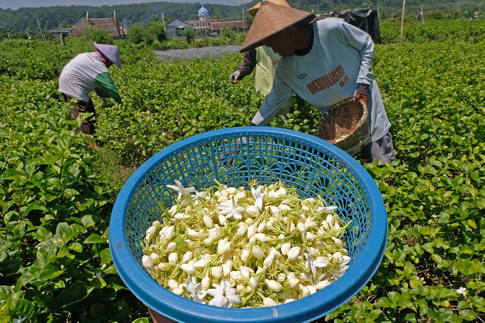  Petani di Jawa Tengah Mulai Membudidayakan Bunga Melati