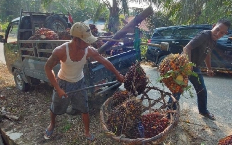  Pekan Ini Harga Sawit Riau Naik Tipis Menjadi Rp2.475,15 per Kg