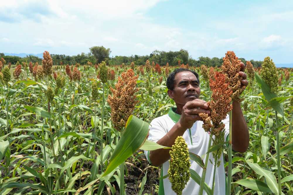  Jawa Tengah Optimalkan Pertanian Sorgum di Wonogiri