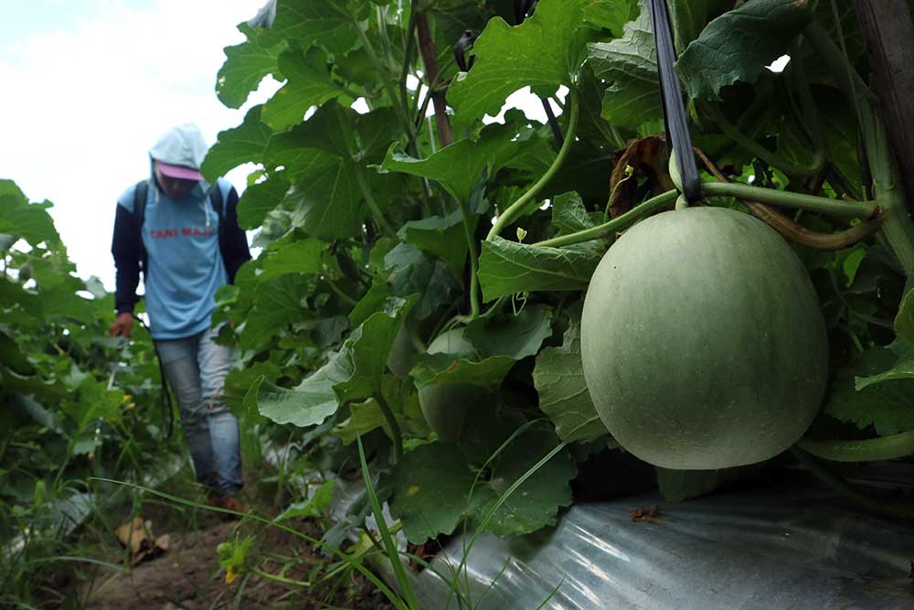  Perawatan Tanaman Buah Melon di Jombang Jawa Timur