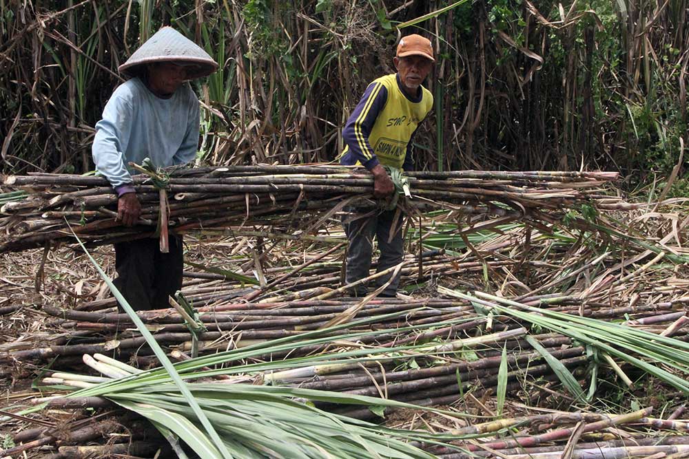  Upah Buruh Tebang Tebu di Malang Lebih Tinggi Dibandingkan Dengan Data BPS