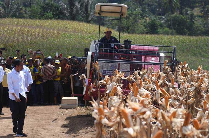  Soal Rencana RI Ekspor 100.000 Ton Jagung, Ini Respons Kemendag