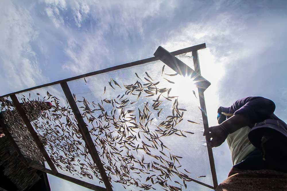  Produsen Ikan Kering di Aceh Mampu Memproduksi 20 Ton Per Hari
