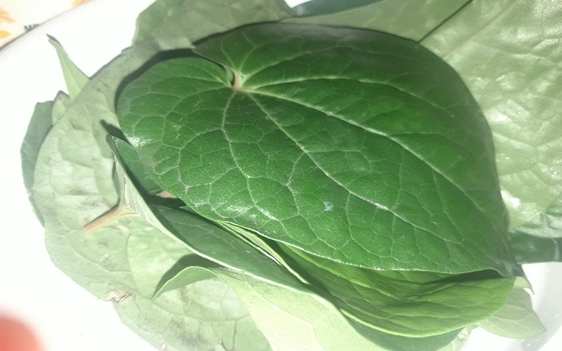  Sering Disangka Rumput, Ini 7 Manfaat Sirih China Bagi Kesehatan