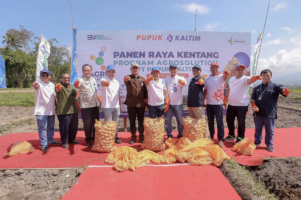  Panen Kedua Agrosolution Pupuk Kaltim, Produktivitas Kentang Kabupaten Malang Capai 33,9 Ton/Ha