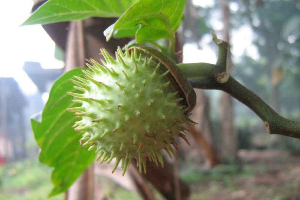  Viral karena Buat Mabuk, Ini Efek dan Bahayanya Konsumsi Buah Kecubung