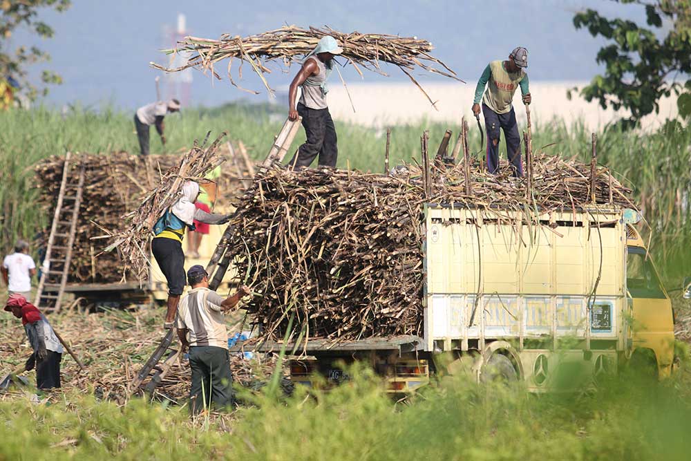  Giling Tebu PTPN X Sudah Capai 3,9 Juta Ton per September