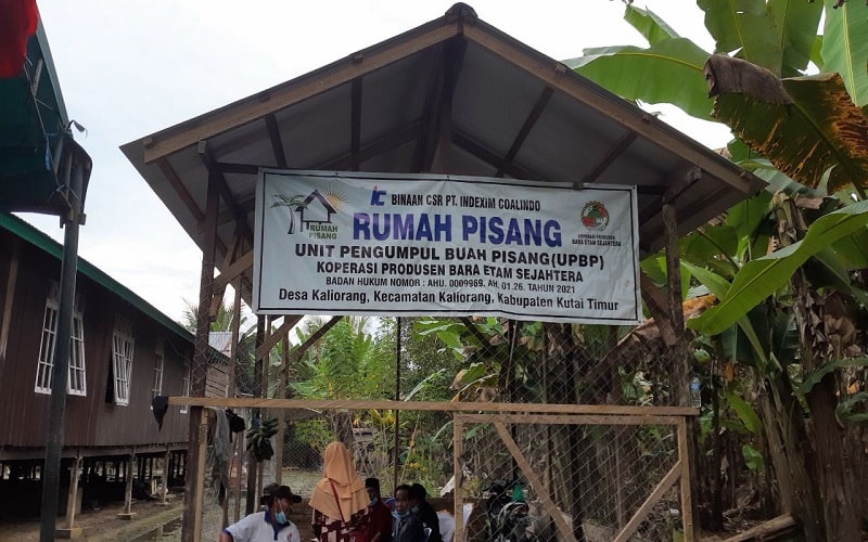 Koperasi Produsen Bara Etam Sejahtera sebagai unit pengumpul buah pisang (UPBP) di Kabupaten Kutai Timur./Bisnis-Muhammad Mutawallie Syarawie