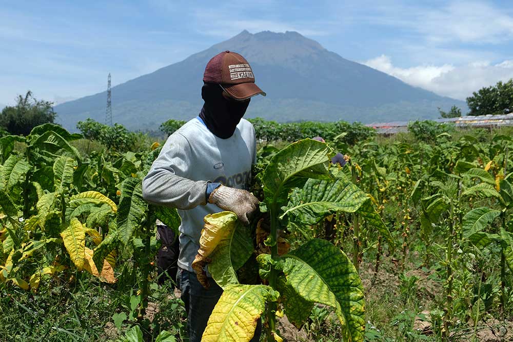  Produksi Tembakau di Temanggung Mencapai 12.000 Ton Per Tahun