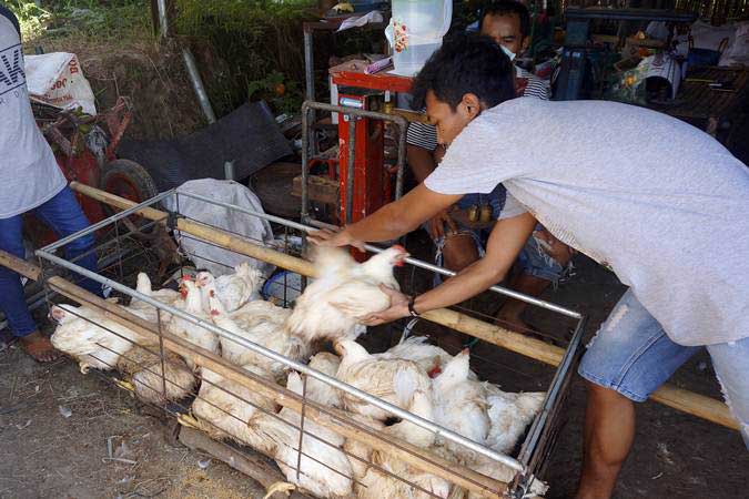 Peternak menimbang ayam broiler jenis pedaging yang dijual murah seharga Rp8.000 per kilogram di sentra peternakan ayam broiler di Tulungagung, Jawa Timur, Rabu (26/6/2019)./ANTARA-Destyan Sujarwoko