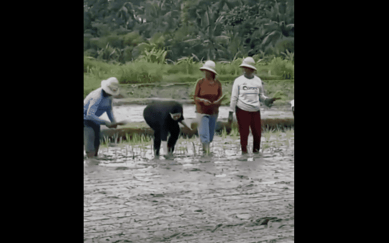  Kompilasi Foto dan Video Viral Puan Maharani yang Bikin Netizen Heboh, Terbaru Tanam Padi Maju