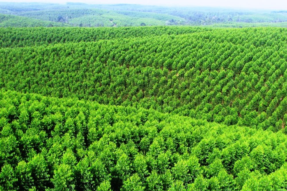 Kadin & APHI Dorong Kesetaraan dalam Sertifikasi Pengelolaan Hutan Lestari