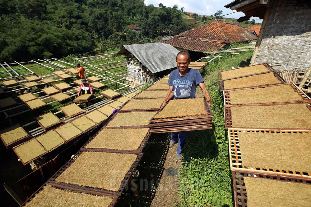  Cukai Naik, Petani Khawatir Ditekan Pabrik Rokok