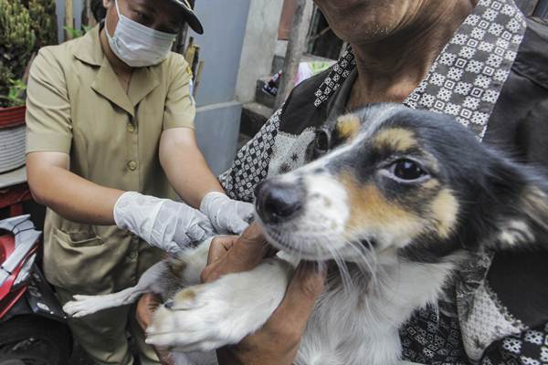 Petugas Dinas Ketahanan Pangan, Kelautan, dan Perikanan (KPKP) menyuntikan vaksin rabies ke anjing peliharaan milik warga di kawasan Mangga Dua Selatan, Jakarta, Selasa (8/1/2019)./ANTARA FOTO-Muhammad Adimaja