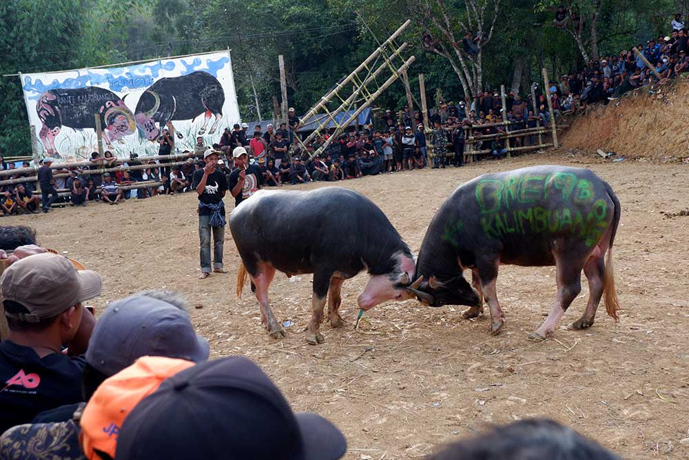  Tradisi Adu Kerbau saat Upacara Kematian di Tana Toraja